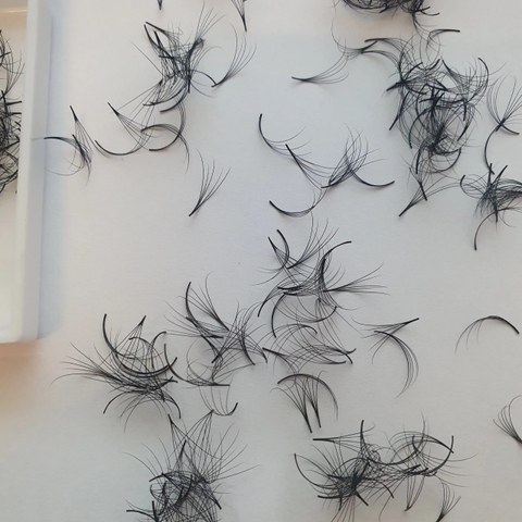 Mi Fan Camellia 5D ( CC / 0.05-007 )