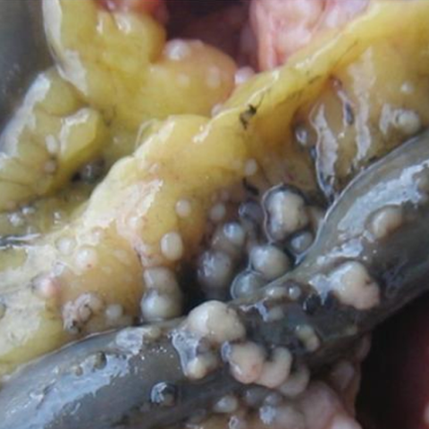 E. COLI GÂY BỆNH NGOÀI ĐƯỜNG RUỘT Ở GIA CẦM