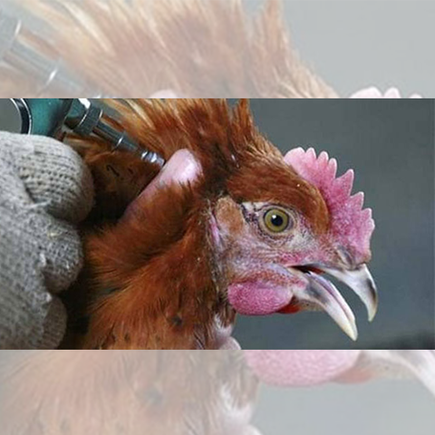 Salmonella spp. ở gà: Tỷ lệ nhiễm, tỷ lệ kháng kháng sinh