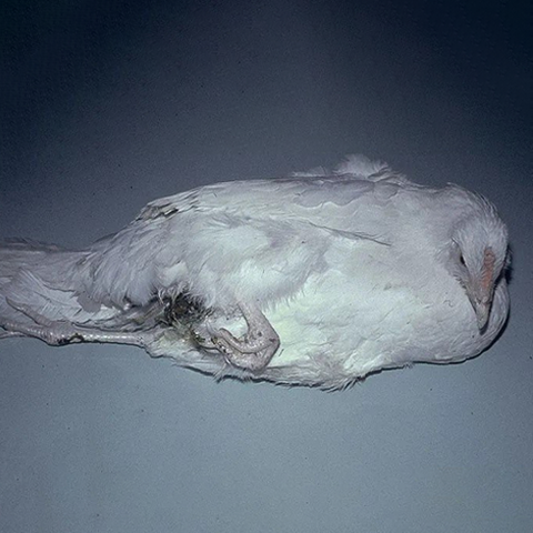 Bệnh truyền nhiễm trên gia cầm Marek’s Disease (MD)