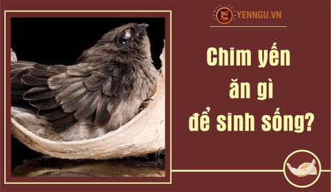 Chim yến ăn gì để sinh sống?
