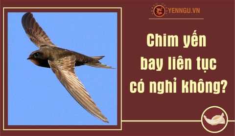 Làm sao để phân biệt chim yến thật với các loài chim khác?
