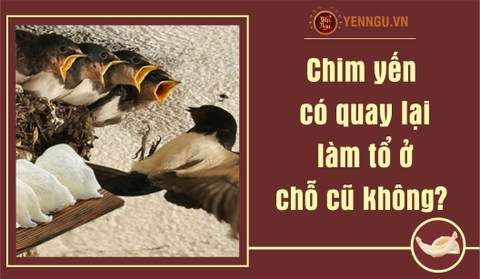 Chim yến có quay lại làm tổ ở chỗ cũ không?