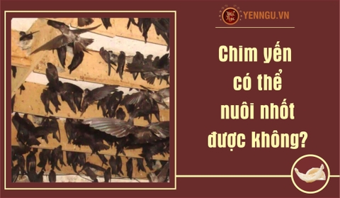 Chim yến có thể nuôi nhốt được không?