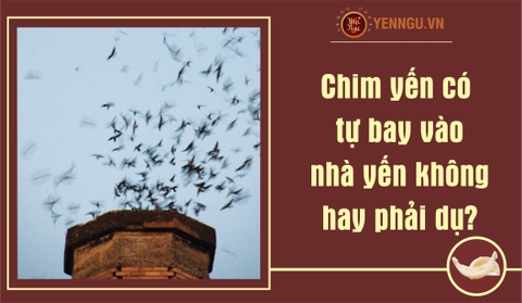 Chim yến có tự bay vào nhà yến không hay phải dụ?