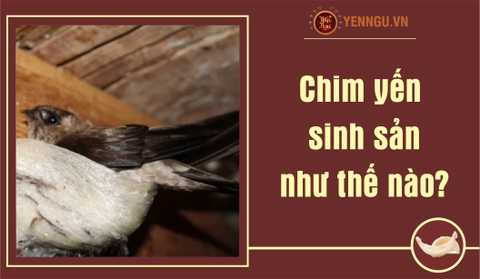 Chim yến sinh sản như thế nào?