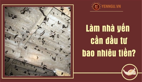 Làm nhà yến cần đầu tư bao nhiêu tiền?