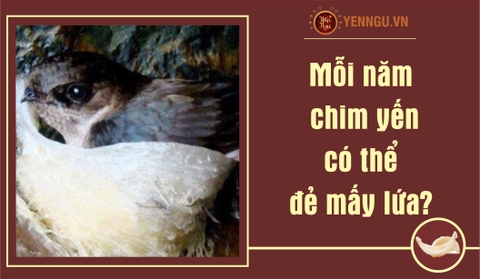Mỗi năm chim yến có thể đẻ mấy lứa?