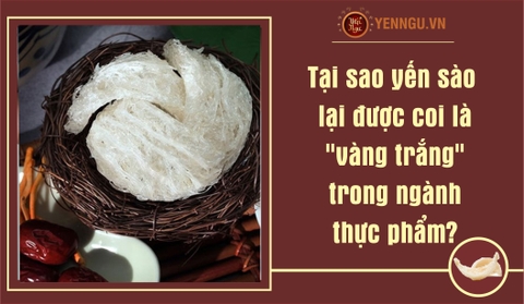Tại sao yến sào lại được coi là
