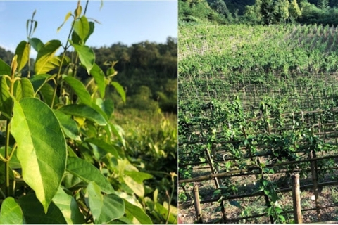 Dây thìa canh lá to công dụng và đặc tính cần biết