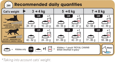 RC - British Shorthair - Dành cho mèo Anh lông ngắn