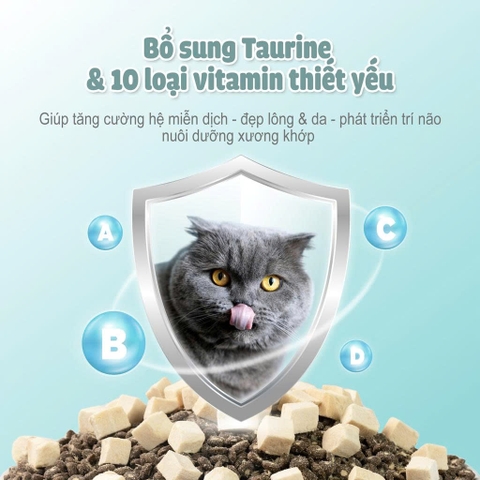 Thức ăn hạt cho mèo Macaron D10 PetQ