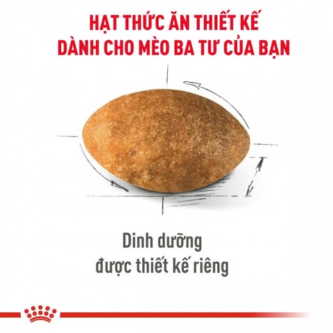 RC - Persiant Adult - Dành cho mèo lông dài