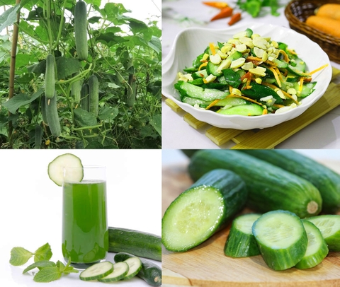Dưa leo Loài rau ăn quả có tác dụng chữa bệnh