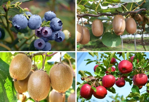 Ung thư rất “sợ” 6 loại quả này