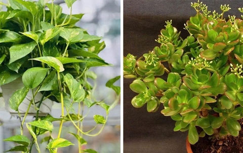 3 loại cây gia đình khá giả thường trồng: Được tin là mang đến thịnh vượng