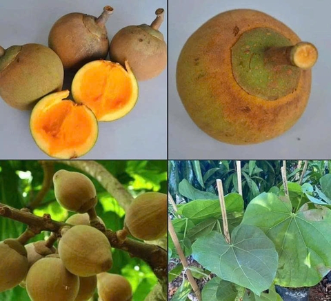 Cơn sốt quả lạ Chupa Chupa vỏ dừa, ruột xoài, mùi hồng treo gió