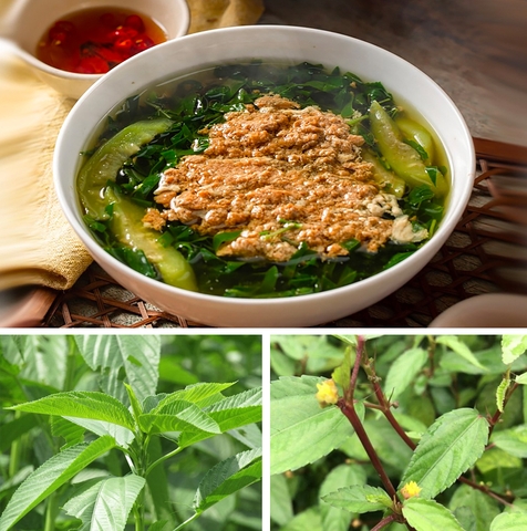 Vì sao rau đay được coi là “nhân sâm xanh”?
