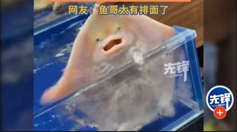 Một con cá phun nước trong nhà hàng hải sản bỗng dưng được hơn 10 triệu người xin phóng sinh