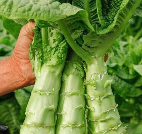 Loại rau hơn nửa triệu đồng/kg, giúp sống lâu, trẻ khỏe