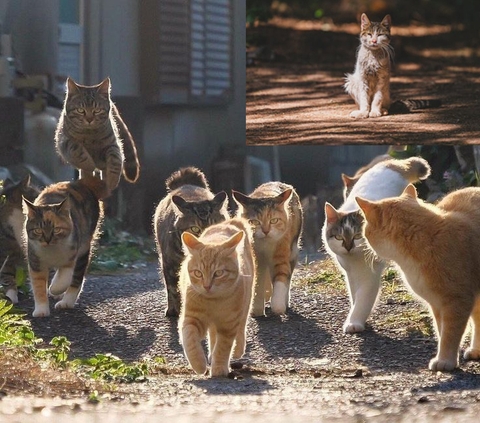 MỤC TIÊU XOÁ TOÀN BỘ MÈO HOANG CỦA NEW ZEALAND