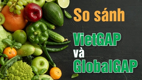 “Giải Mã” Tiêu Chuẩn GLOBALG.A.P và VietGAP – Trái Cây Sạch Không Chỉ Là Lời Quảng Cáo
