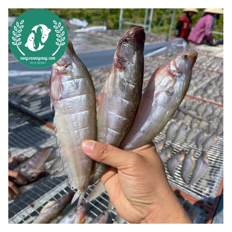 Khô cá chèn