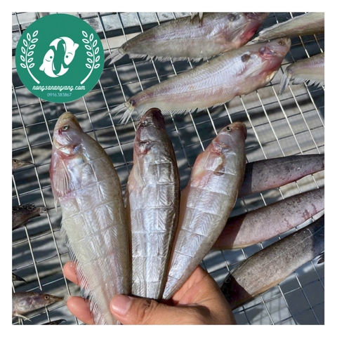 Khô cá chèn