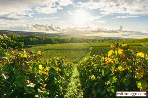 Vụ Thu Hoạch Nho Pháp 2025: Sản Lượng Tăng Vọt Nhờ Sự Phục Hồi Của Burgundy và Champagne