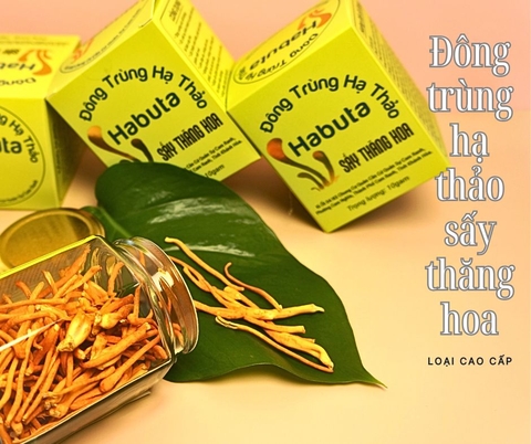 Mua đông trùng hạ thảo ở đâu uy tín?