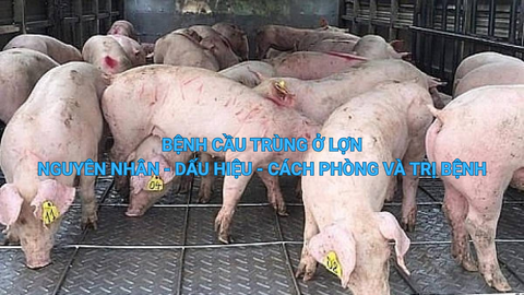 Bệnh Cầu Trùng Ở Lợn: Nguyên Nhân, Dấu Hiệu, Cách Phòng Và Trị Bệnh