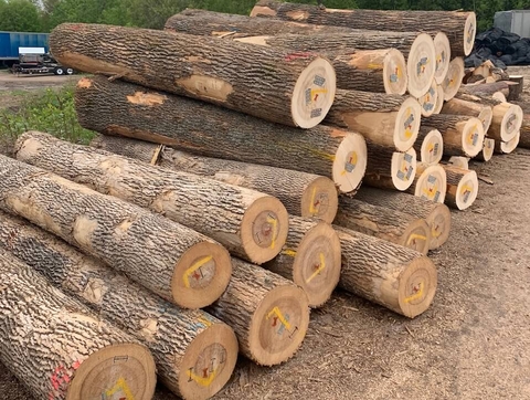 Tìm hiểu về cây gỗ Sồi, Gỗ Sồi làm bàn thờ có tốt không?