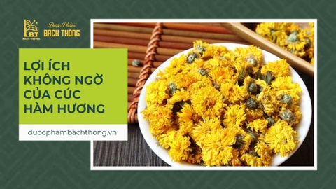 Lợi ích không ngờ của Cúc Hàm Hương