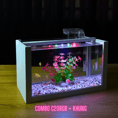 Kinh nghiệm nuôi cá Neon sinh sản