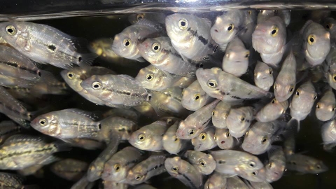 Cách chọn giống cá la hán con