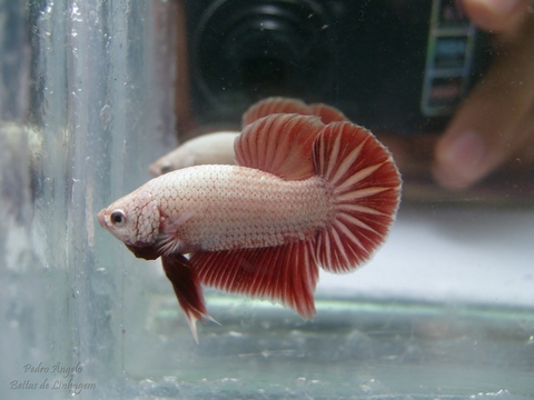 Cá betta có giá bao nhiêu?