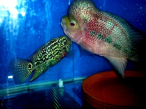 Kinh nghiệm cho sinh sản ở cá La Hán