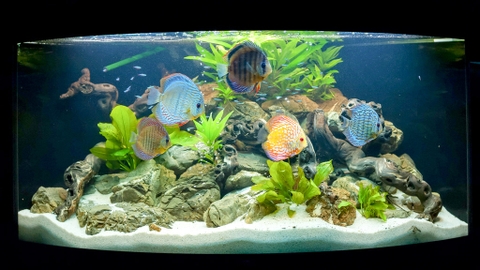 Cách sơ cứu cá cảnh sắp chết