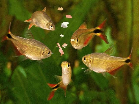 Sau bao lâu thì mới nên cho cá ăn?