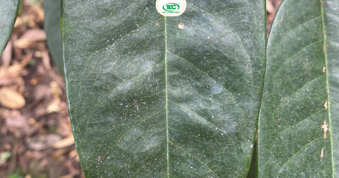 Nhện đỏ trên cây sầu riêng – Nguyên nhân, dấu hiệu và cách trị hiệu quả