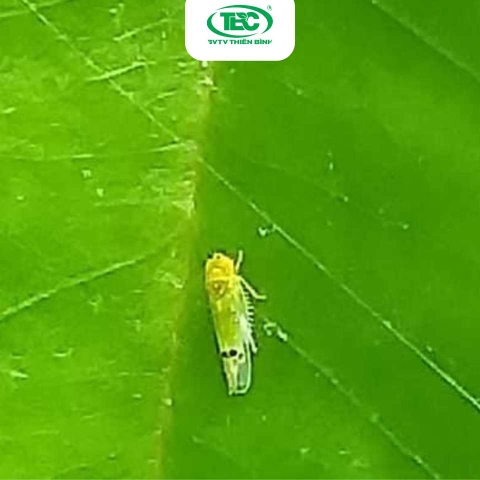 Nguyên Nhân và Triệu Chứng Rầy Xanh Sầu Riêng – Cách Điều Trị Hiệu Quả Cho Vườn Sầu Riêng