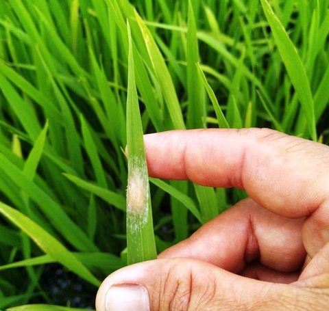 Sâu đục thân lúa: Nhận biết, tác hại và cách phòng trừ hiệu quả