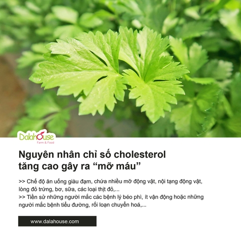 Bột Cần Tây Dalahouse Giảm Cân & Ổn Định Huyết Áp Hộp 60 g x 20 gói