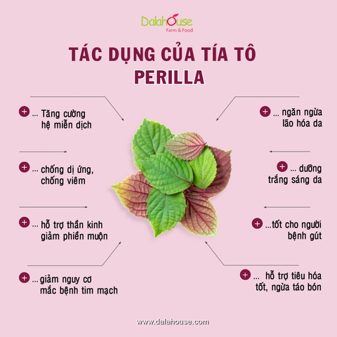 Bột Tía Tô Sấy Lạnh Dalahouse