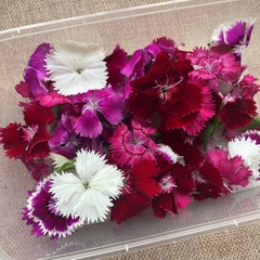 Hoa Cẩm Chướng Dianthus Edible Flowers hoa tươi trang trí bánh 12g