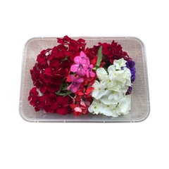 Hoa Thanh Trúc Phlox Edible Flowers hoa tươi trang trí bánh 12g