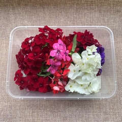 Hoa Thanh Trúc Phlox Edible Flowers hoa tươi trang trí bánh 12g