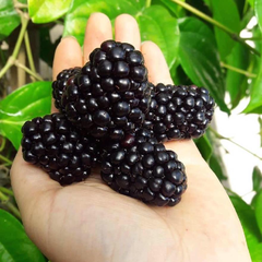 Hộp mix Dâu Nhật - Dâu Bạch Tuyết - Phúc bồn tử đen 250g