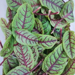 Lá dền gân Red Sorrel trang trí bánh 100g