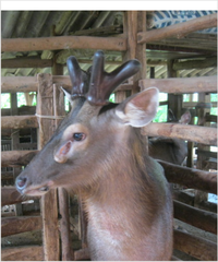 nhung nai tươi